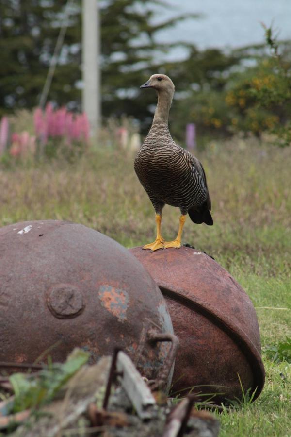 Hospedaje Isla Magdalena Punta Arenas Pokoj fotografie